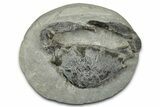 Eocene Fossil Crab (Meandercampus) - Washington State #345496-1